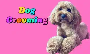 do pet groomers need a website? do pet groomers need a website?