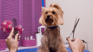 Booking systems for pet grooming website design