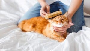do pet groomers need a website?