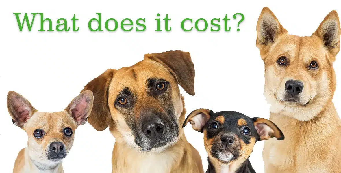 do pet groomers need a website?