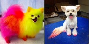 Using examples of pet grooming on your website