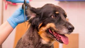 including prices on pet grooming website