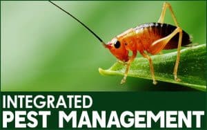 4 principles of IPM