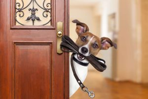 What are some risks of a dog walking business?
