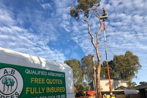price tree trimming on my website