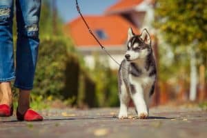 How much should I charge for dog walking?