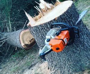 tree trimming services online