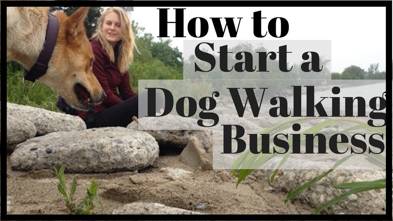 How much should I charge for dog walking?