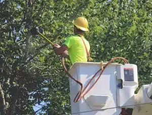 how to price tree trimming on my website how to price tree trimming on my website