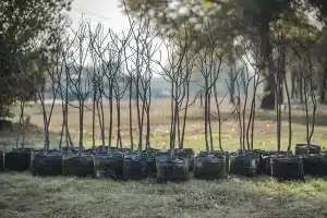 ecommerce store for tree trimming ecommerce store for tree trimming