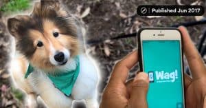 How do you make a dog walking app?