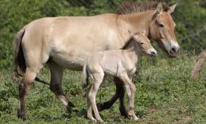 What should a horse website look like?