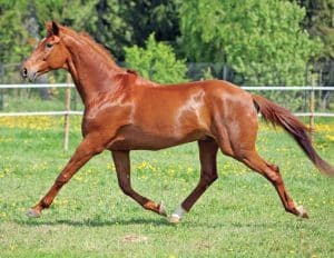 What should a horse website look like?