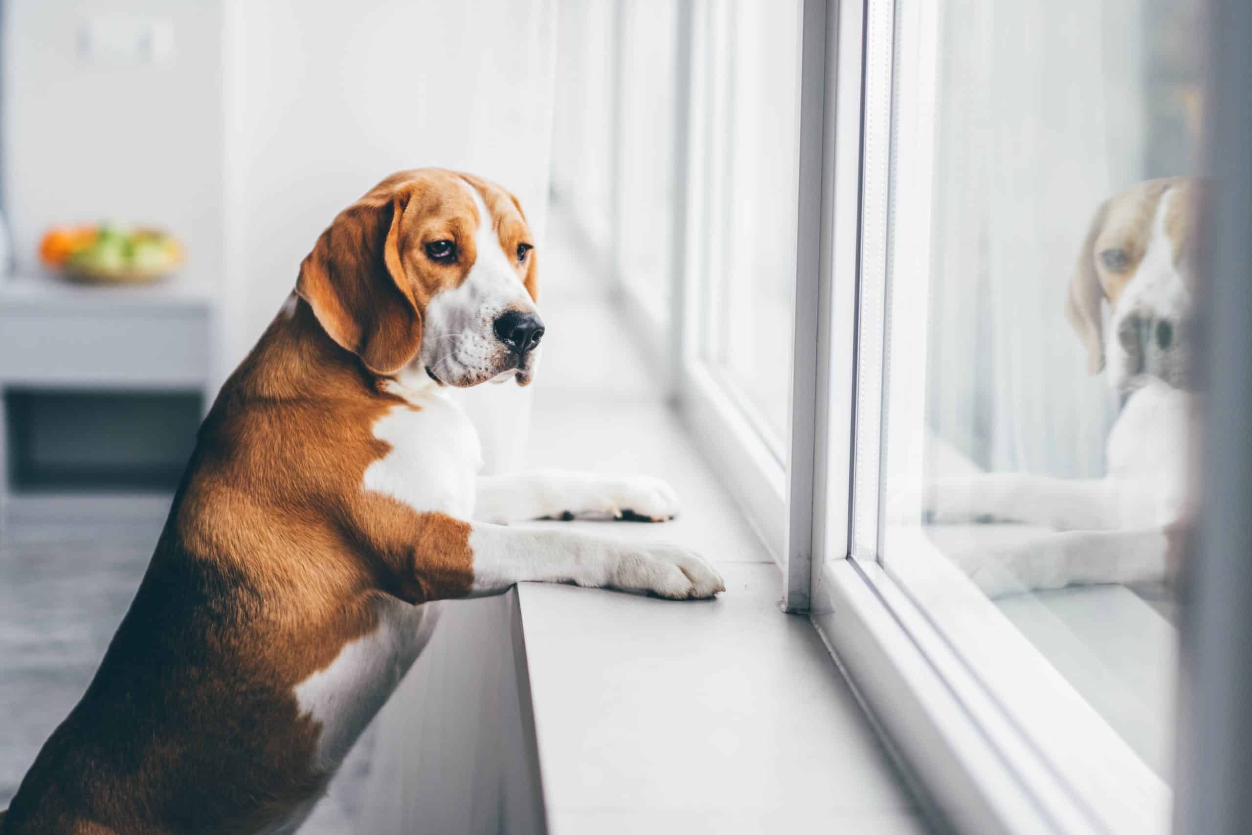 How to Build Trust: Key Credibility Features for Your Pet Sitting Website